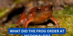 What did the frog order at mcdonald’s?