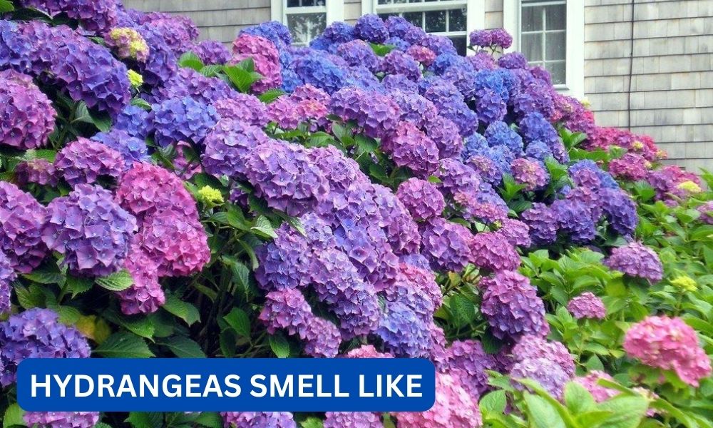 What do hydrangeas smell like?