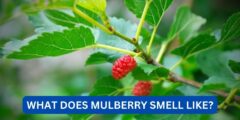 What does mulberry smell like?