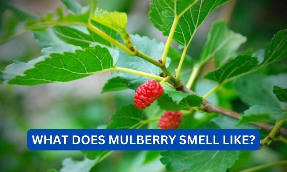 What does mulberry smell like?