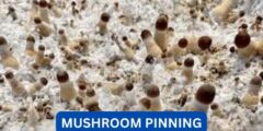 What does mushroom pinning look like?