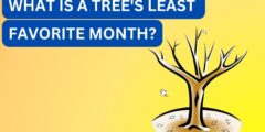 What is a tree’s least favorite month?