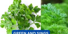 What is green and sings?