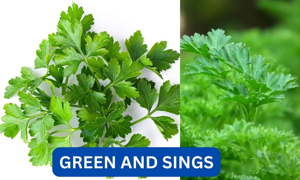 What is green and sings?