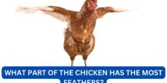 What Part of the Chicken Has the Most Feathers?