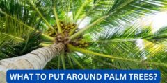What to put around palm trees?