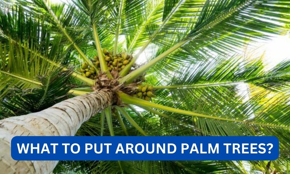 What to put around palm trees