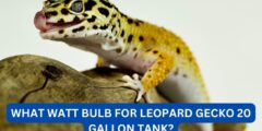 What watt bulb for leopard gecko 20 gallon tank?