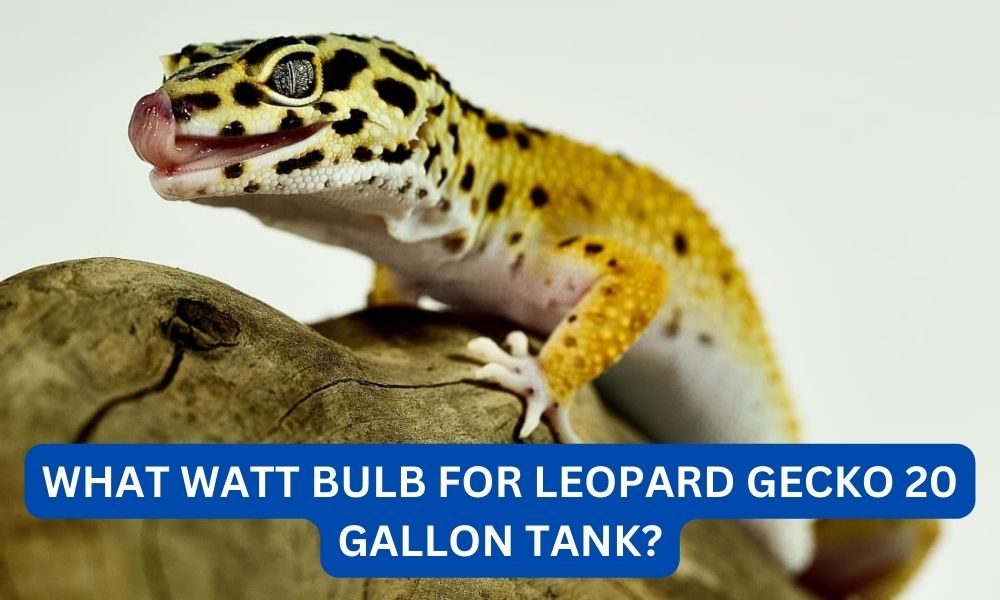 What watt bulb for leopard gecko 20 gallon tank?