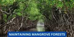 What are some benefits of maintaining mangrove forests?
