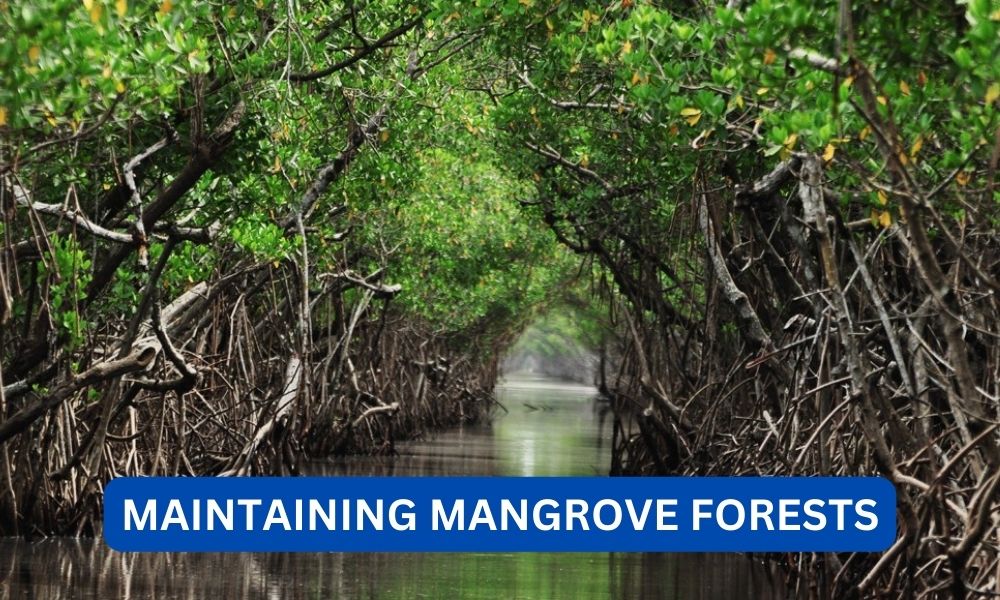 What are some benefits of maintaining mangrove forests?