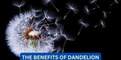 What are the benefits of dandelion?