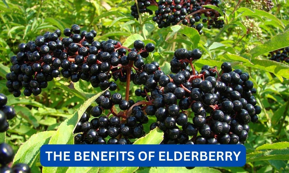 What are the benefits of elderberry