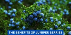 What are the benefits of juniper berries?