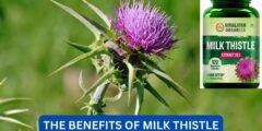 What are the benefits of milk thistle?