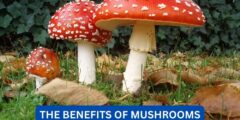 What are the benefits of mushrooms?