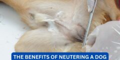What are the benefits of neutering a dog?