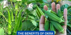 What are the benefits of okra?
