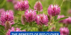 What are the benefits of red clover