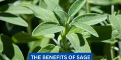 What are the benefits of sage?