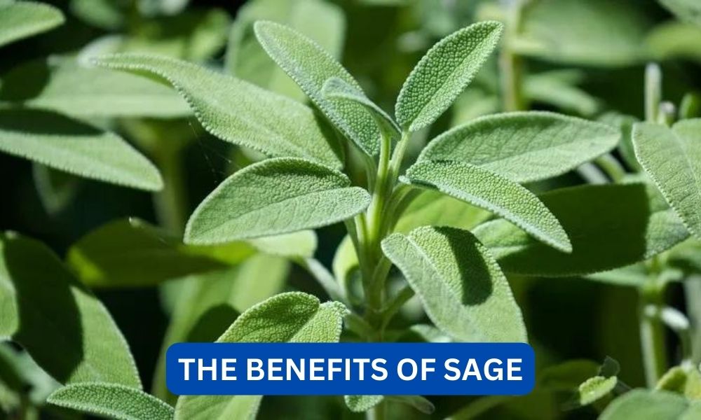 What are the benefits of sage?
