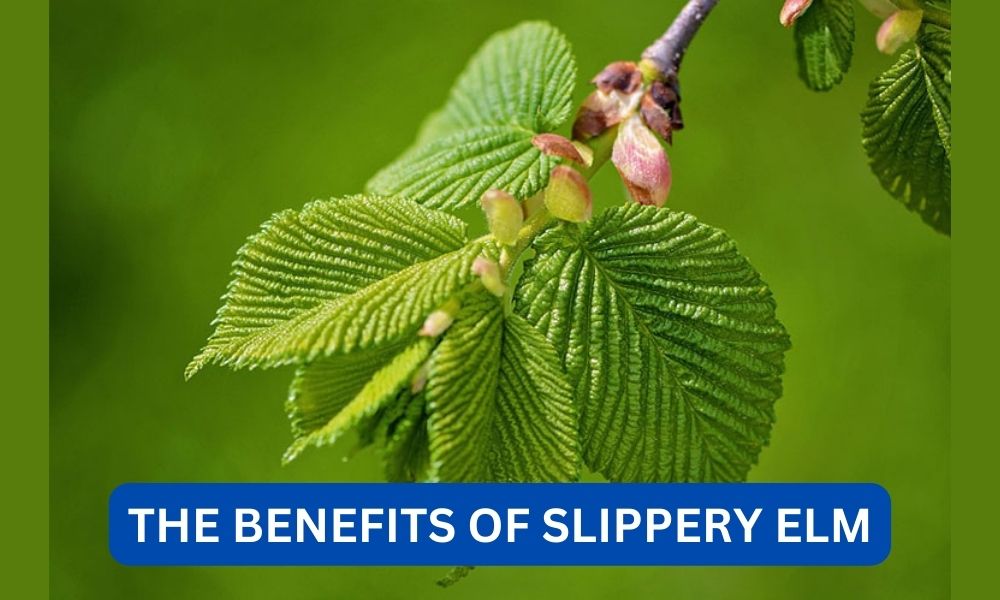 What are the benefits of slippery elm