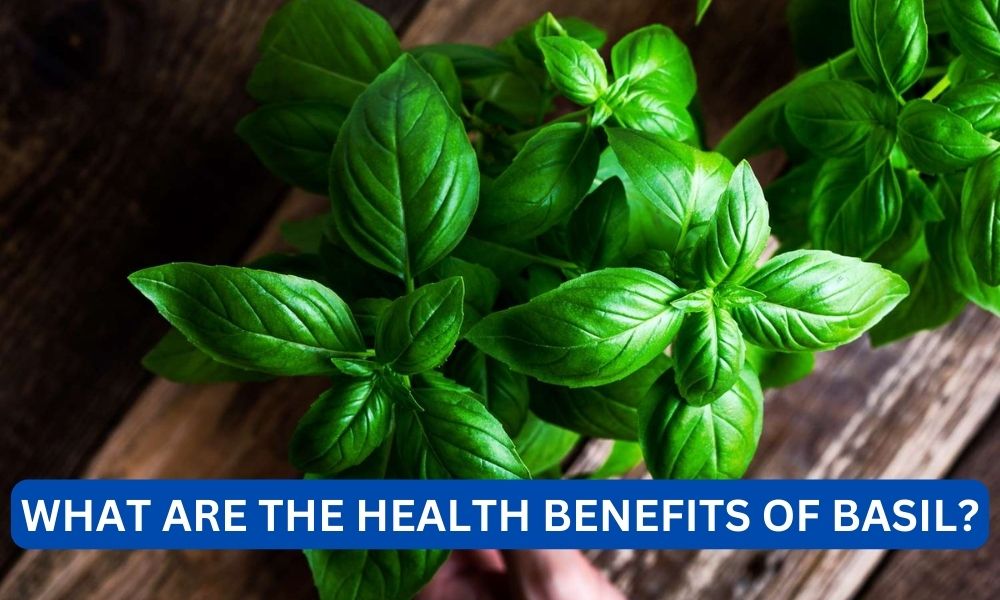 What are the health benefits of basil?
