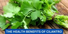 What are the health benefits of cilantro?