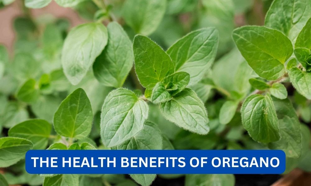 What are the health benefits of oregano?