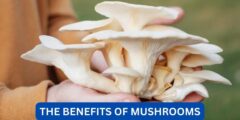 What benefits do mushrooms have?