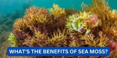What's the benefits of sea moss?