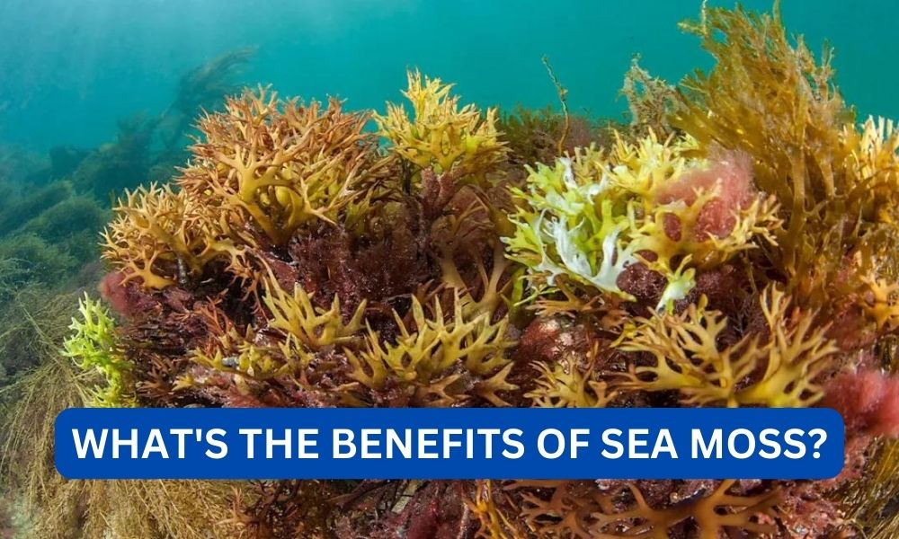 What's the benefits of sea moss?