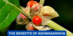 what are the benefits of ashwagandha