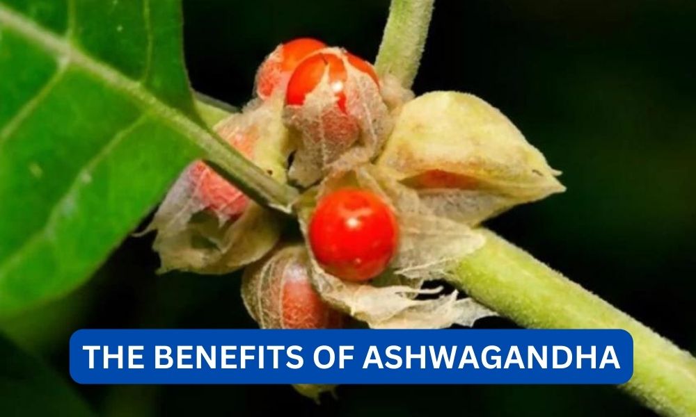 what are the benefits of ashwagandha