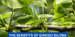 what are the benefits of ginkgo biloba